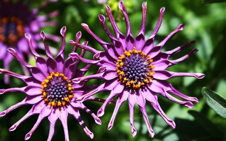 Purple - flowers, nature, rare, beautiful, field