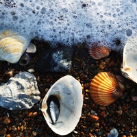 foam and seashells