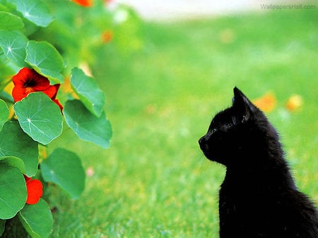 Black kitten in garden - garden flower, cat, feline, animal, green, sweet, black, kitten