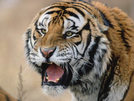 Tiger - angry, animal, tiger, wildlife stripes