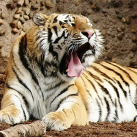 Bengal Tiger