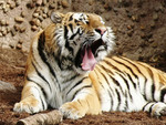 Bengal Tiger