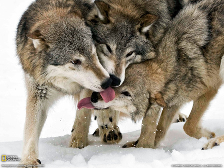 Gentle - winter, wolf, carnivore, gentle, animals