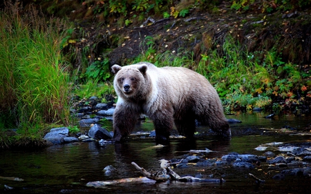 GRIZZLED FABRIZIO - predator, brown, grizzly, bear