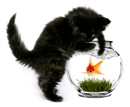 Cat vs. Goldfish - abstract, fantasy, goldfish, photography, fish, cat