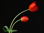 Red Tulip