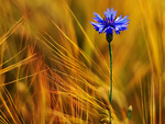 Prairie flower