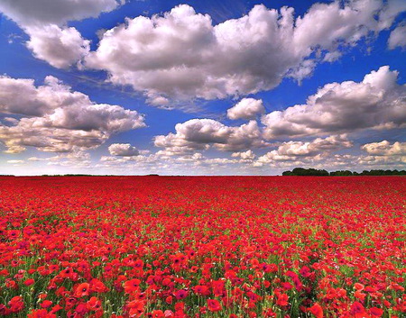 England's red white and blue - england, white clouds, red, blue sky, poppies, spring