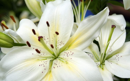 Lilies - flowers, white, lilies, nature, royal