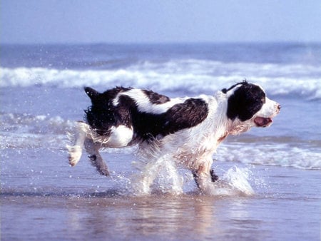 Enjoying the beach - beach, puppy, dog, animal, sweet