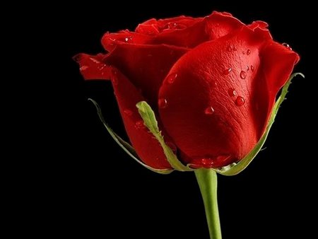 Big rose - red, flower, nature, rose