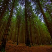 FOREST AT TWILIGHT