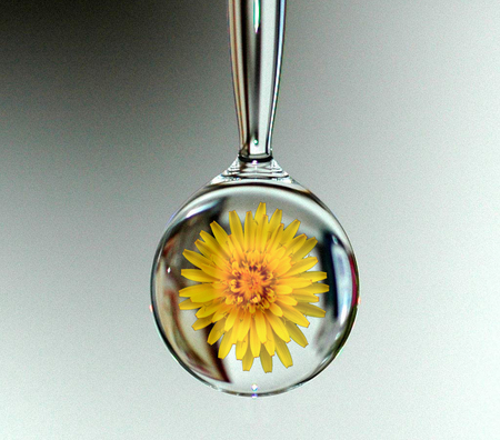 Water Drop - nature, yellow, water drops, flower, spring