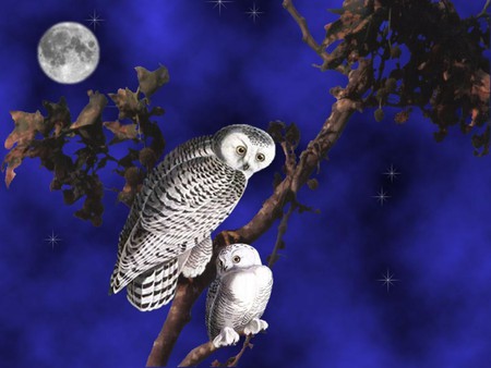 EYES IN THE NIGHT - moon, owls, blue, eyes, night, stars, tree, white, sky