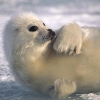 Baby seal