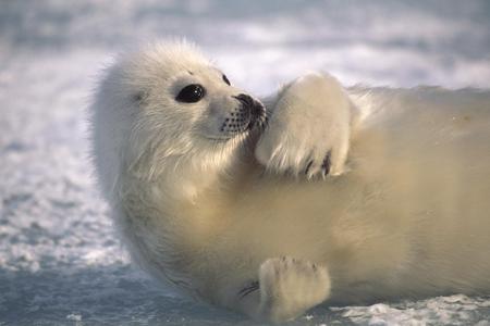 Baby seal - cub, arctic, baby, seal