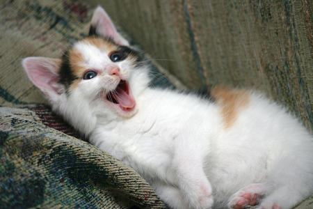 Happy kitten - cat, animal, feline, smile, kitten, hapiness