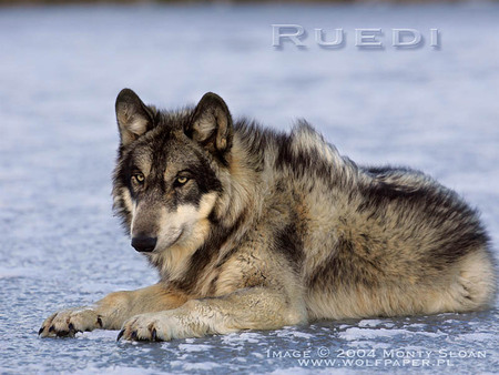 BEAUTIFUL WOLF ON ICE :) - ice, wolves, black wolf, beautiful wolves, dogs, grey wolves