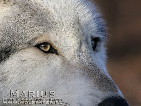 CLOSE-UP WOLF - wolves, close up wolves, white wolves, dogs, grey wolf