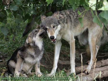 PUP AND WOLF - dogs, wolves, wolf pup, grey wolf