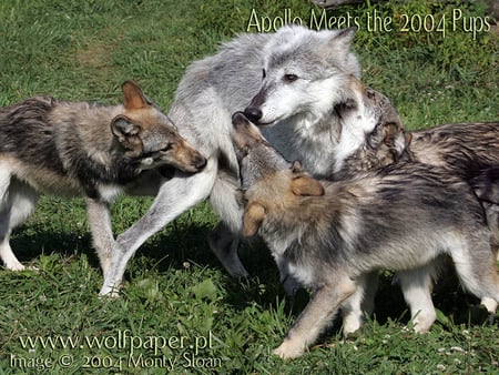 2004 WOLF PUPPIES - white wolf, wolves, dogs, puppies, wolf pups, grey wolf