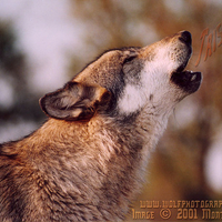 Tristan The Wolf Howling