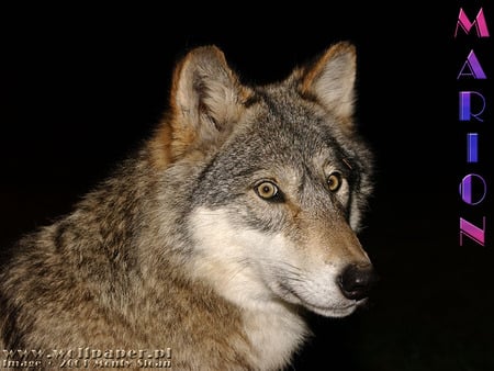 MARION AT NIGHT - sky, wolves, animals, dogs, color, night, grey wolf