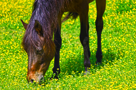 Horse Flowers - bright, pretty, yellow, day, house, flowers, grass