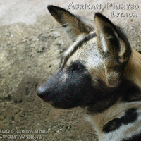 AFRICAN WILD DOG