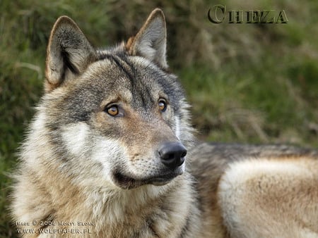 EUROPEAN WOLF - majestic wolf, wildlife, stare, animals, european wolf, grey wolf, wolf, wild wolf, dogs, alert, puppies