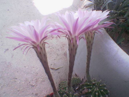 beauty - capital, amman, abdallahot, jordan