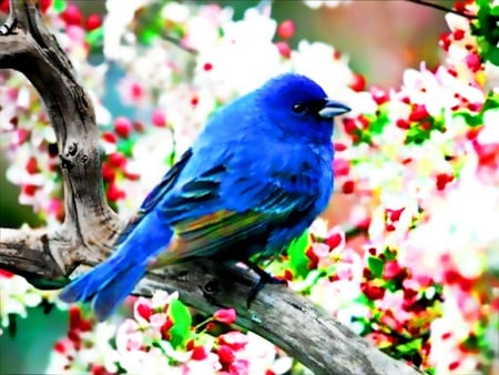 Song - bird, animal, nature, blue, song