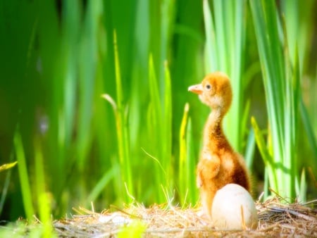 New start - bird, large, ostrich, baby