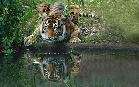 tiger - animal, water, tiger, swamp