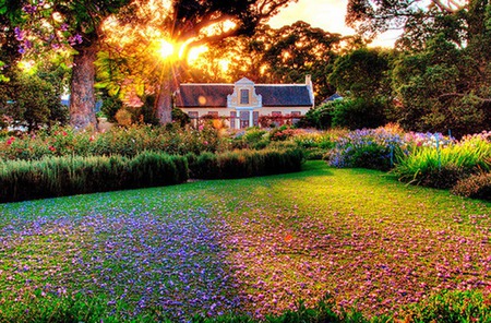 flowers - bench, flower, sunset, nature