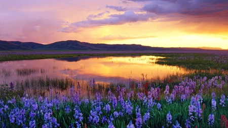 Sunset - sky, lake, landscape, sunset, spring, nature, reflection, clouds, flowers, colors