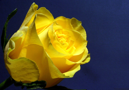 Pretty yellow - flowers, pretty, nature, yellow, rose