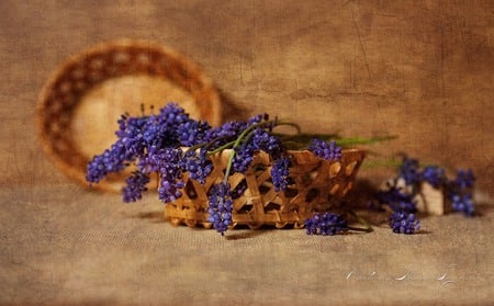 still life - nice, photography, bouquet, basket, lovely, still life, brown, cool, pretty, blue, beautiful, flowers, photo, flower, harmony