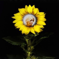 Kanchan Bagari: Sun Flower Wallpaper