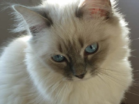 Princess - cat, animal, eyes, blue