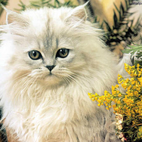 Sweet white cat