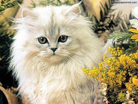 Sweet white cat - animal, kitten, feline, sweet, cat