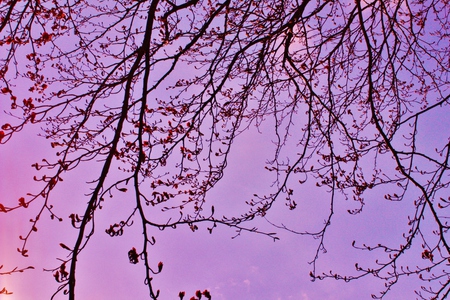 Touch of purple nature - nature, purple, abstract, tree, flowers