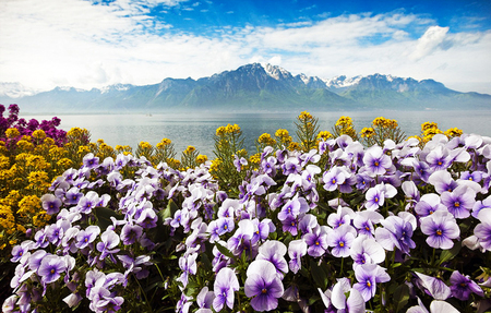 Flowers - nature, mountains, sky, flowers