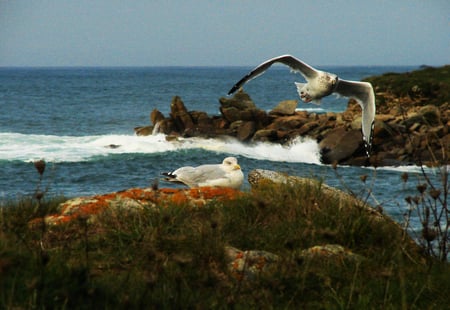 Gulls - animals, rocks, birds, waves