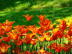 Orange flowers