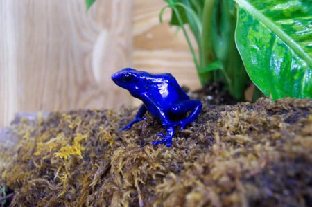 Blue Tree Frog - nature, blue, frog, poison