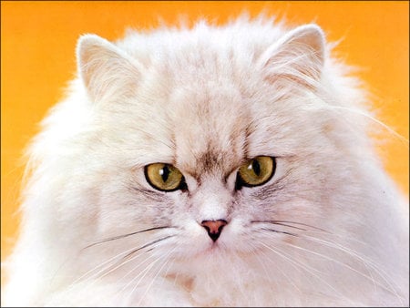 Majestic white cat - cat, animal, sweet, pet, kitten