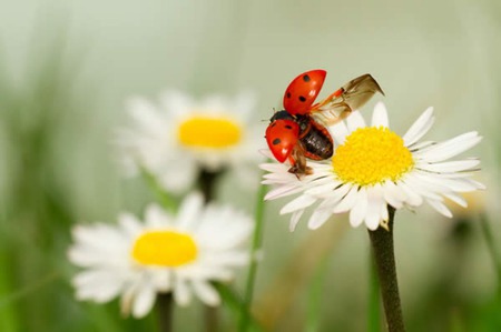 Ladybug,Ladybug - daisy, ladybird, flower, nature