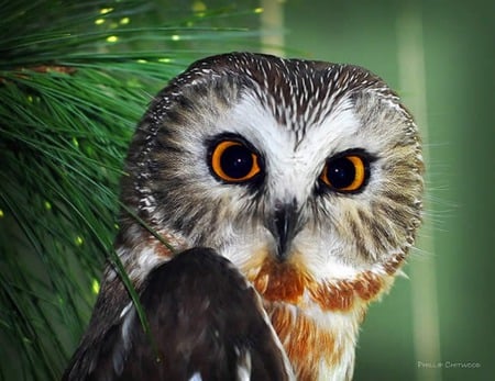 Hoo are you? - owl, bird, night, nature